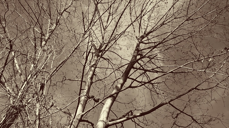 Illustration for article titled 27 Photos Of Barenaked Trees